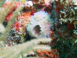 Azure Vase Sponge IMG 6334